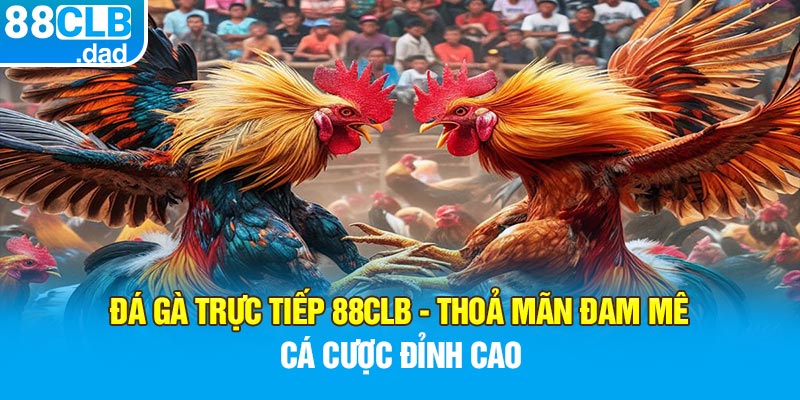 Đá Gà Trực Tiếp 88clb - Thoả Mãn Đam Mê Cá Cược Đỉnh Cao