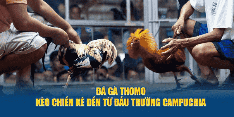 Hình thức đá gà thomo là gì?